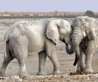 谁来做我房子的男主人