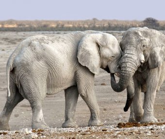 谁来做我房子的男主人